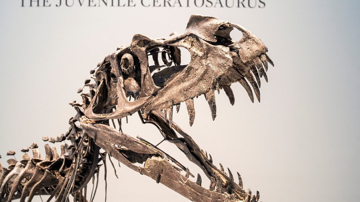 Dentro del submundo jurásico multimillonario: cómo los oligarcas y los súper ricos están en una carrera feroz por los huesos de dinosaurios como trofeos, y los criminales se están beneficiando de ello.