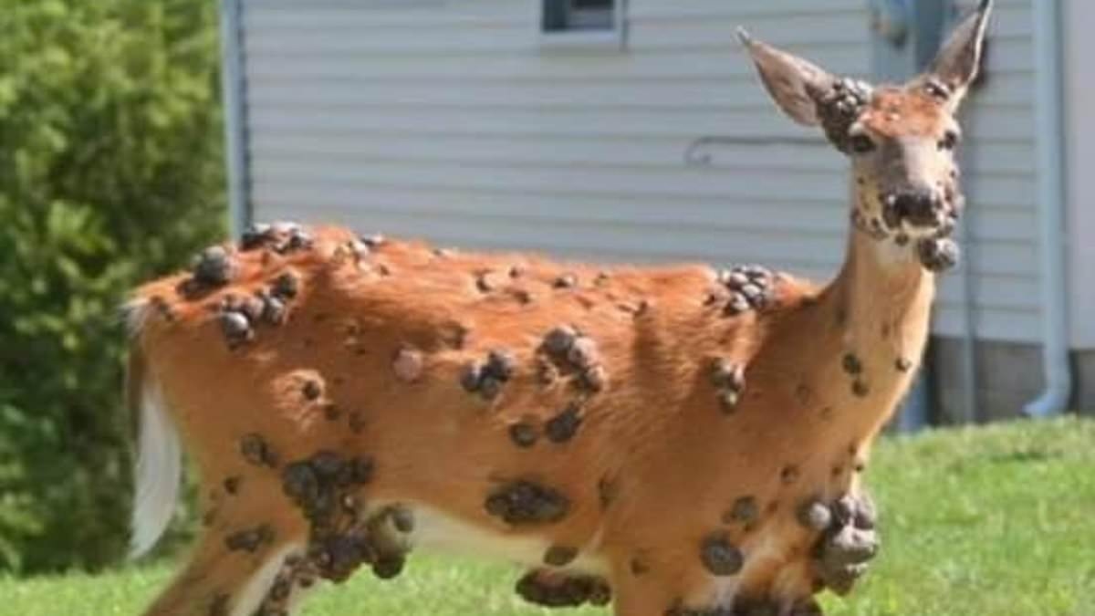 Se revela la causa de las grotescas mutaciones de la vida silvestre en Estados Unidos a medida que aumentan los temores de un brote