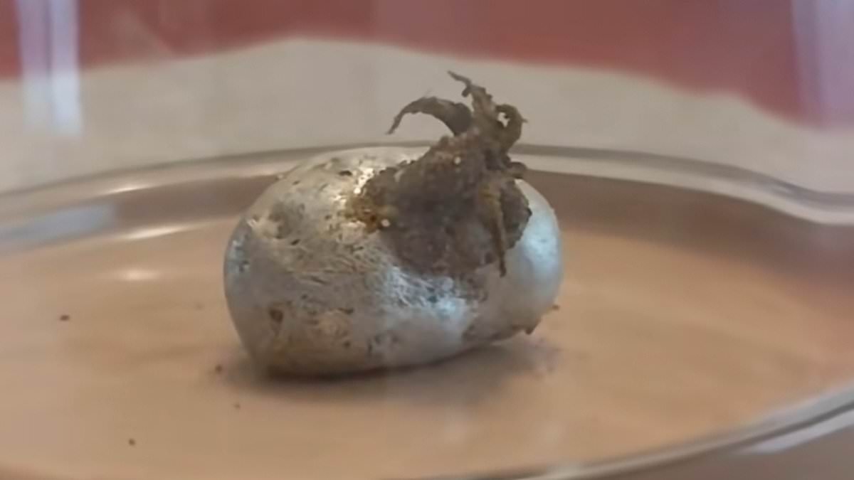 Twisted truth about mysterious tentacled beast emerging from 'meteorite'