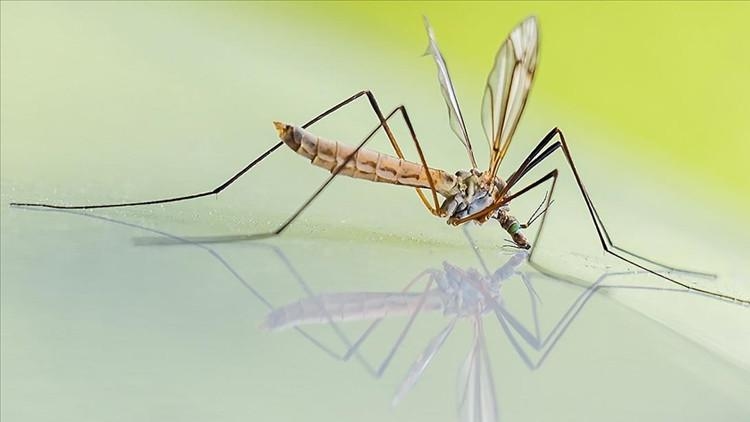 A malaria-free mosquito has been developed