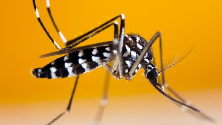 Nedir bu Chikungunya virüsü? Çin’de vaka sayısı 7 bin 700’ü aştı