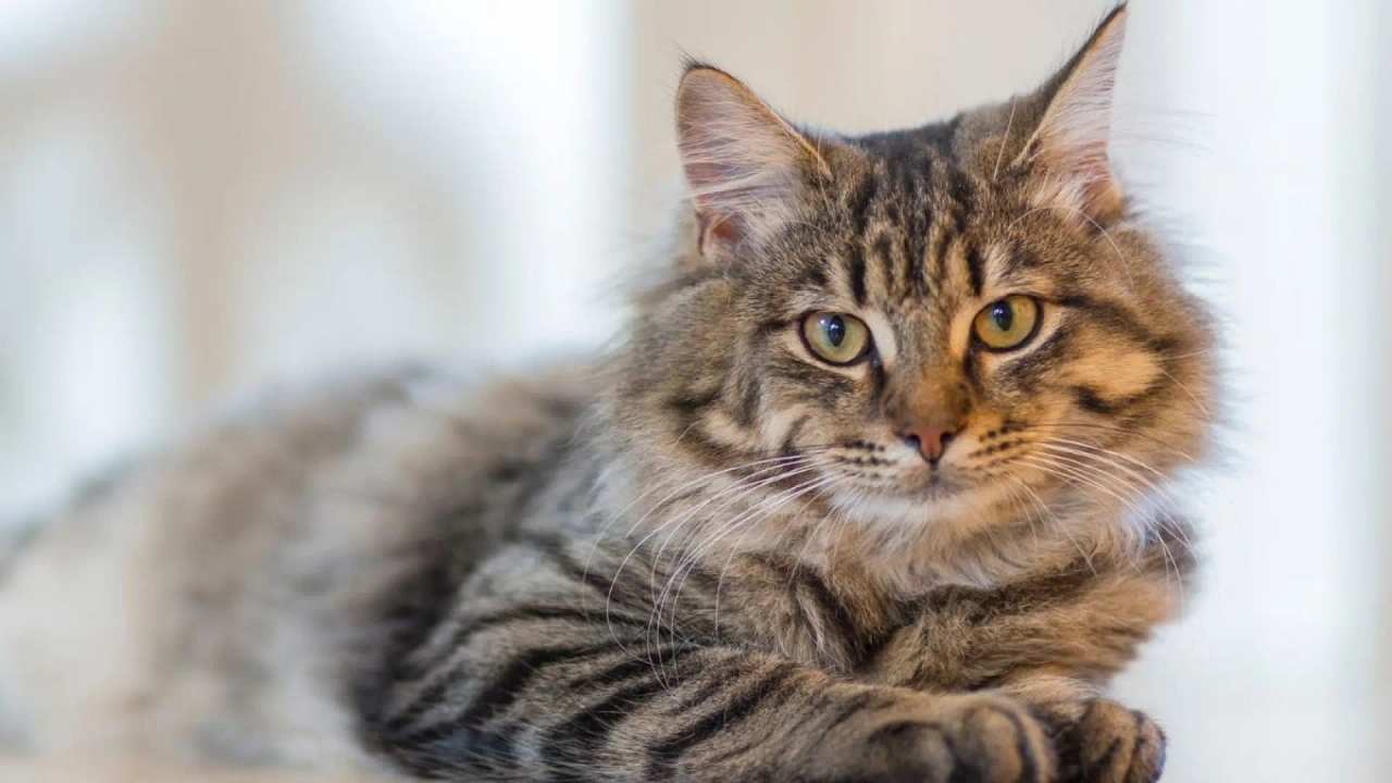 Científicos españoles recrean corazones de gatos en 3D para prevenir trombos en humanos y animales