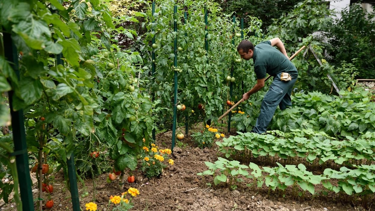 Onda de calor: Existe uma “vacina” anti-seca para plantas