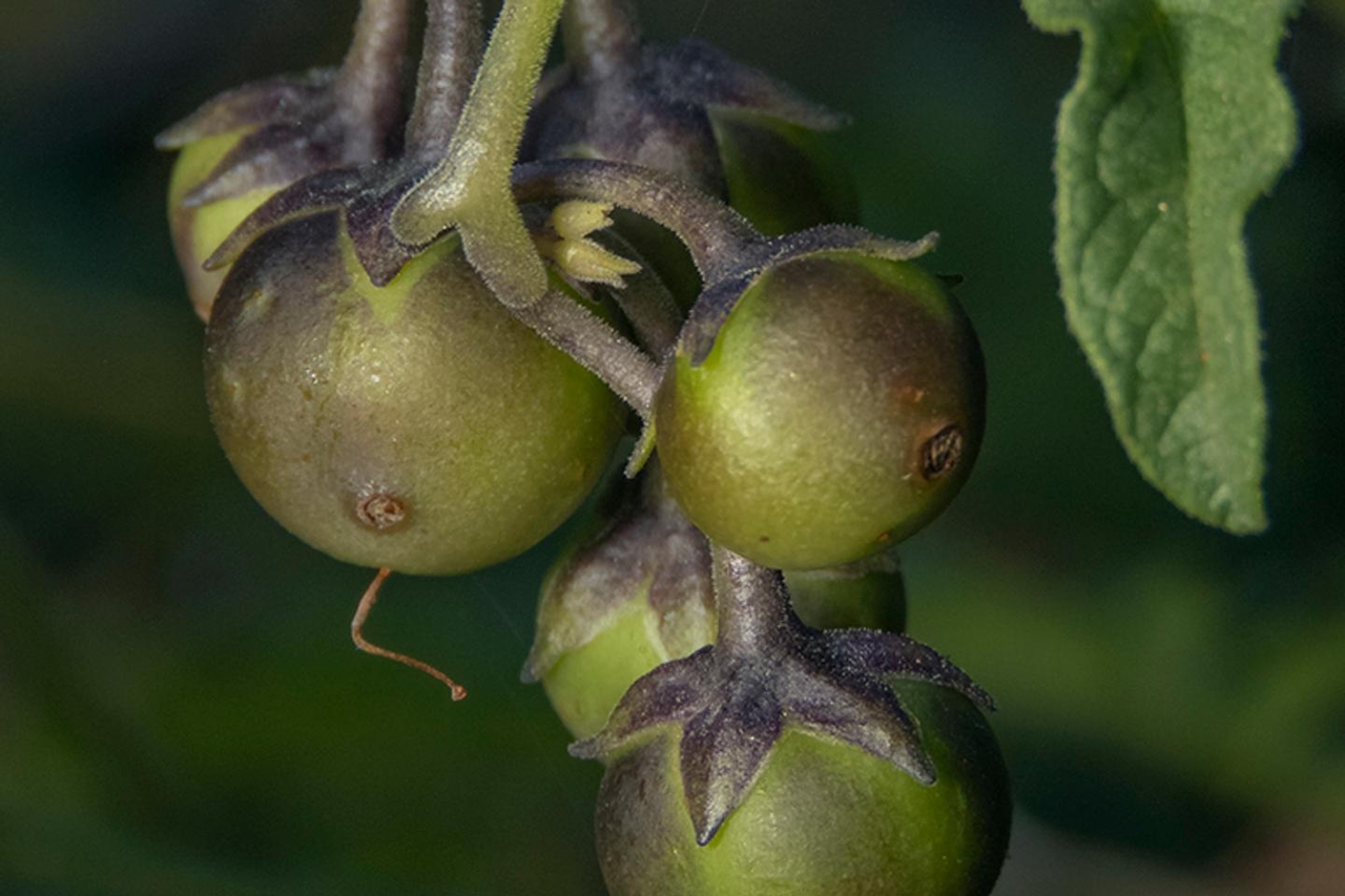 The potato has its ancestor… the tomato, according to a recent study