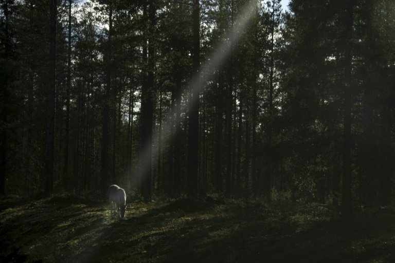 Rendieren bezwijken onder hittegolven in Finland