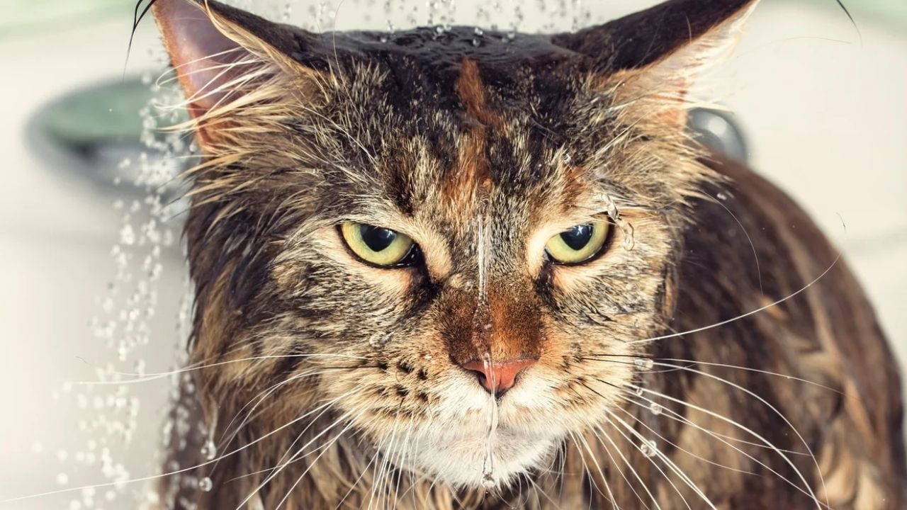 Why do cats hate water?