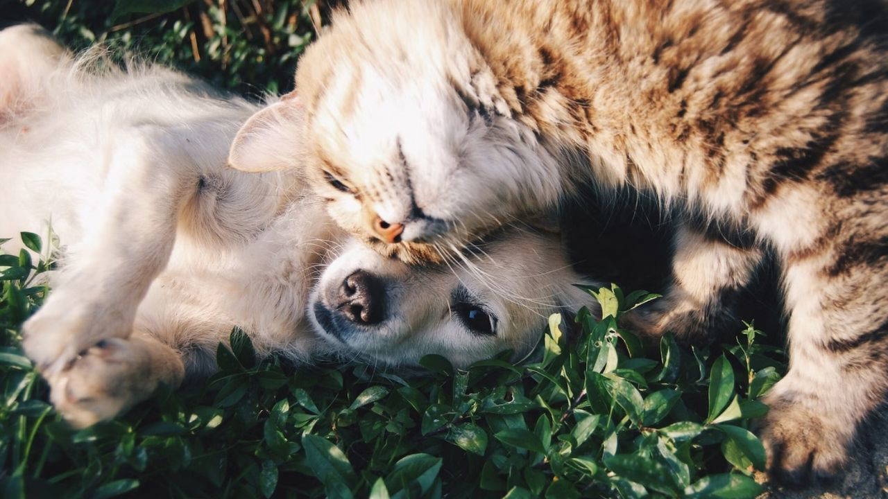 I ricercatori stanno esplorando modi per comunicare con gli animali