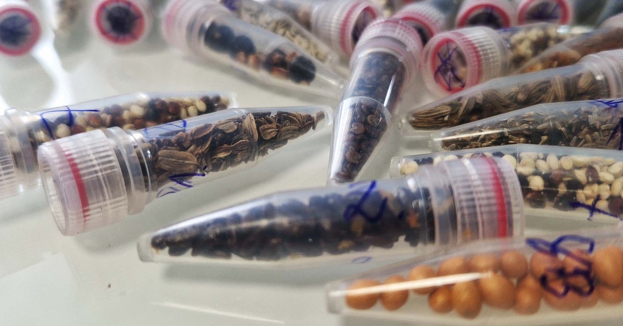 Gli scienziati stanno inviando semi di cannabis nello spazio