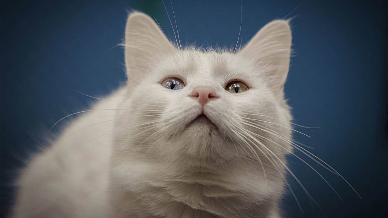 4 common misconceptions about cats