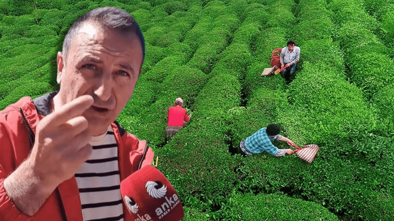 Producenci herbaty protestują w sprawie ceny: Czy nasza praca nie jest warta tyle, co chipsy?