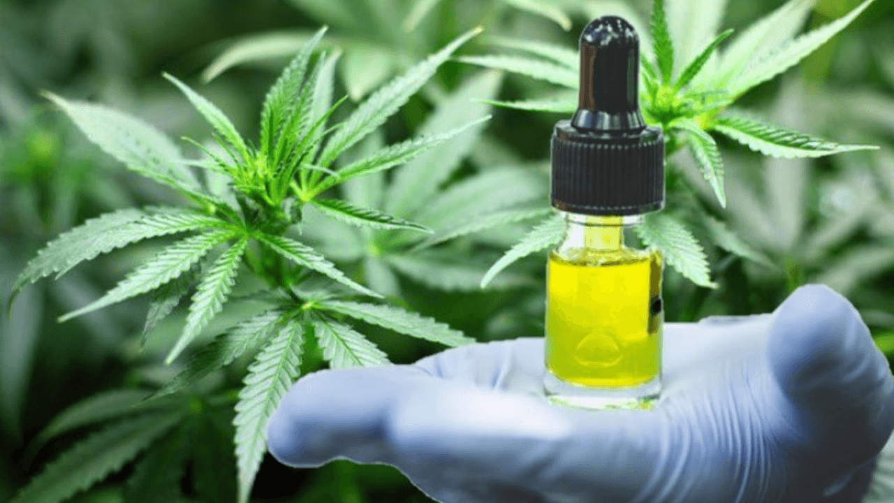15 diseases for which medical cannabis can be used have been announced!