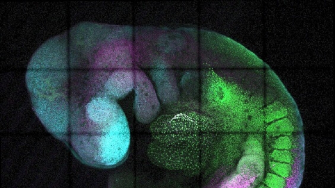 A new genetic switch regulates embryo development