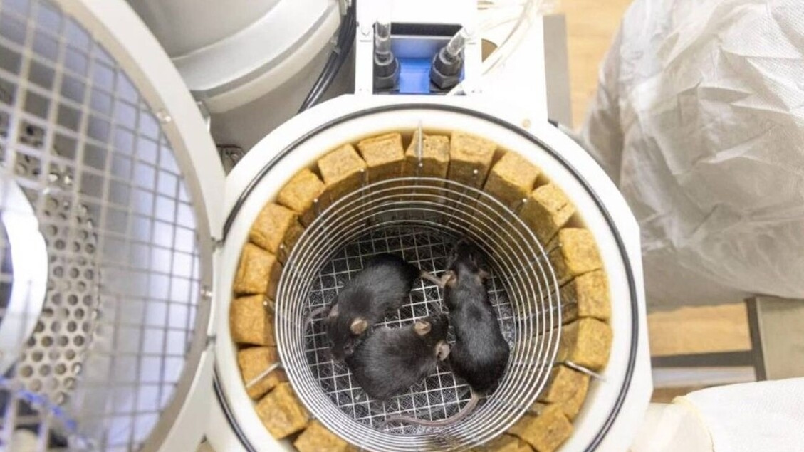 Vanavond wordt een Russische mini-dierentuin de ruimte in gelanceerd.