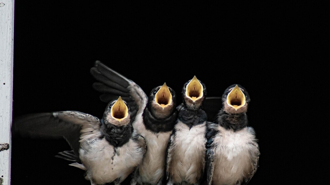 Bei Lichtverschmutzung singen Vögel länger.