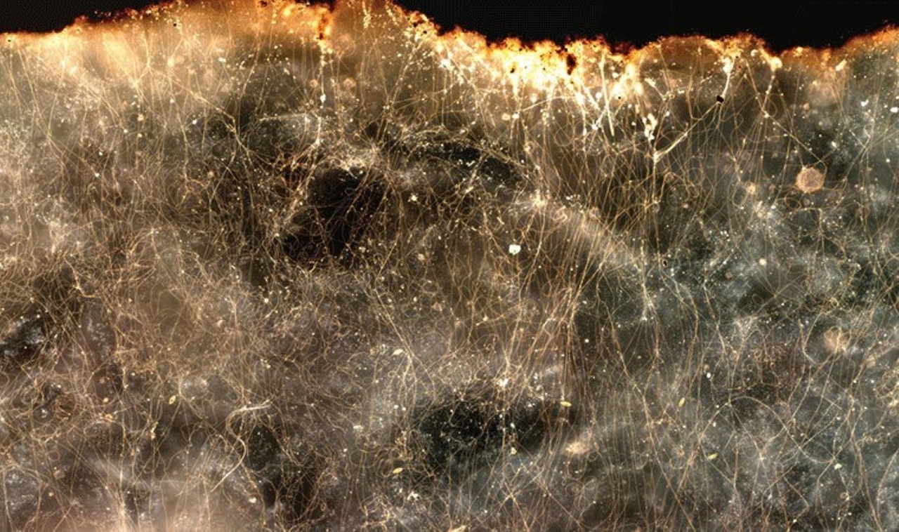 Wissenschaftler haben Bakterien entdeckt, die Strom leiten!