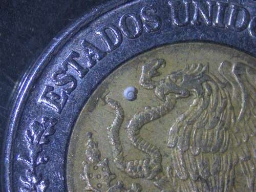Caracol, cuja concha mede 0,7 milímetros, vive em Coahuila