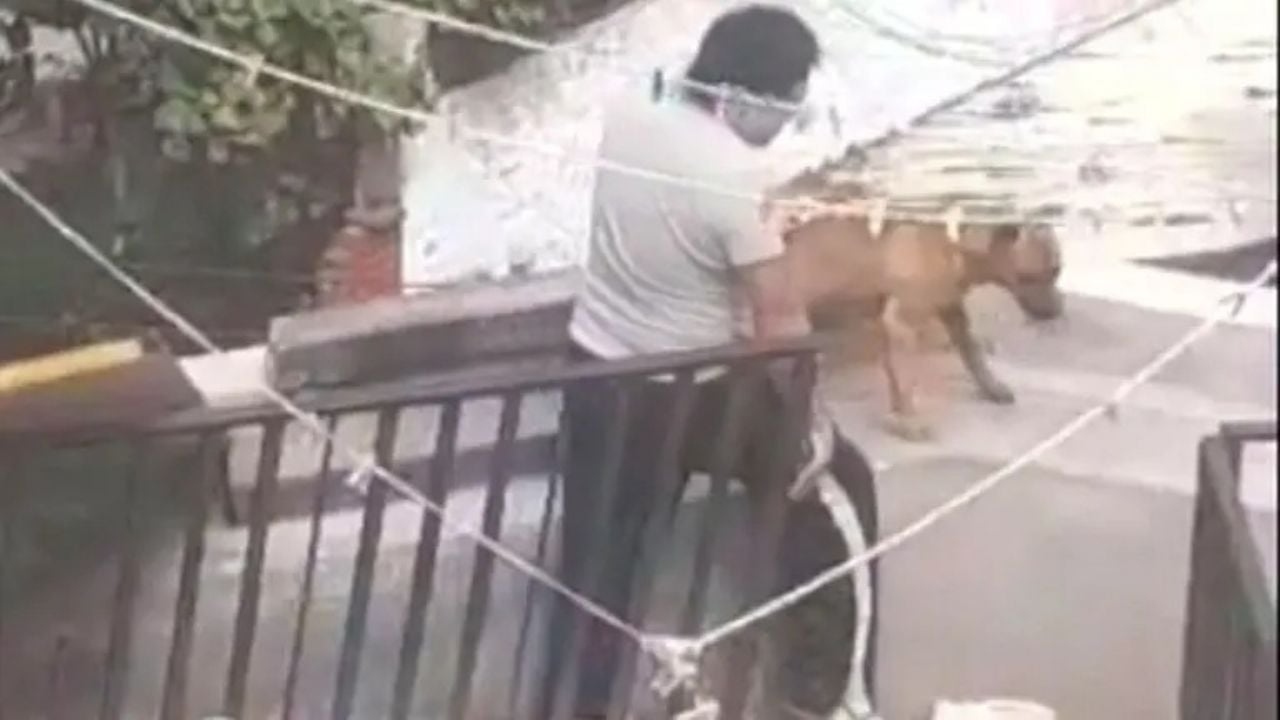 Três cães resgatados de maus-tratos no bairro Álvaro Obregón (Vídeo)
