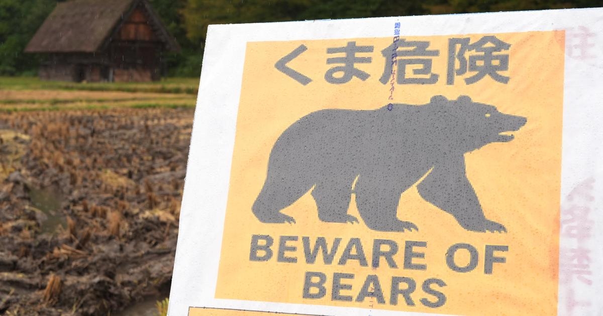 Récord de muertes por ataques de osos en Japón: “La ansiedad aumenta cada día”