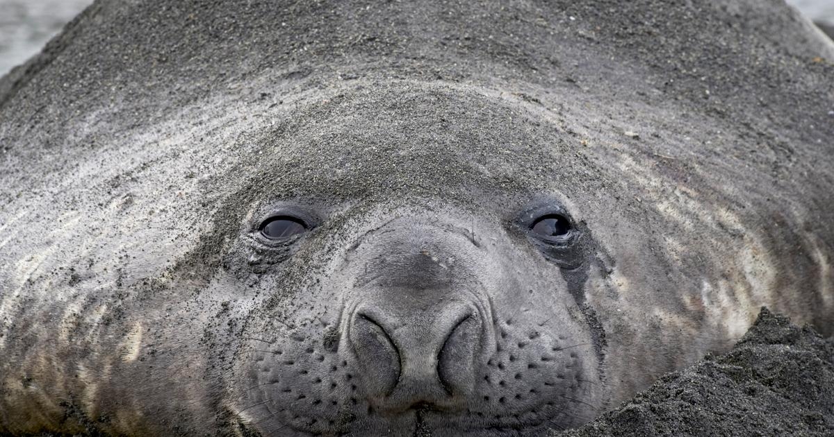 В Аргентине птичий грипп вымирает из-за морских слонов.