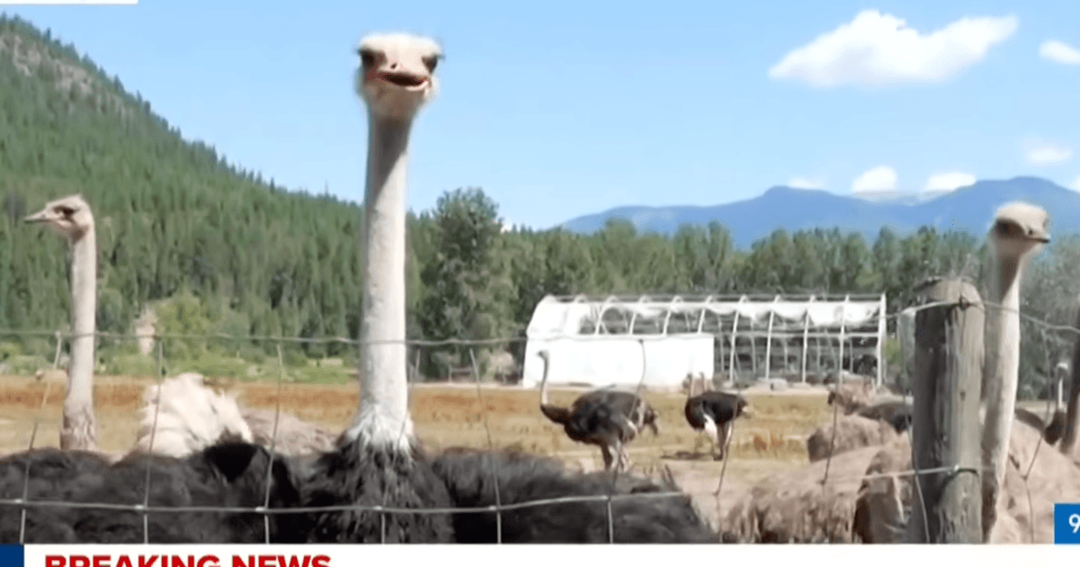 “Honte à vous, Canada !” : des centaines d’autruches seront finalement abattues