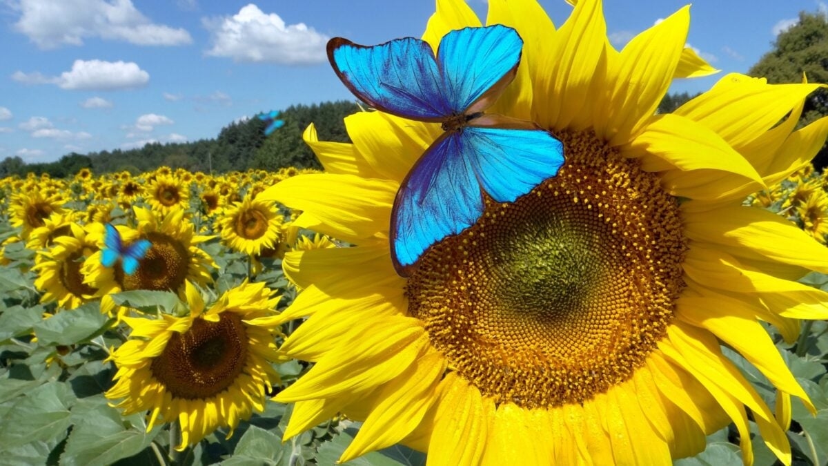 Bluesky тестирует функцию «Дизлайк». Это может помочь решить серьёзную проблему.