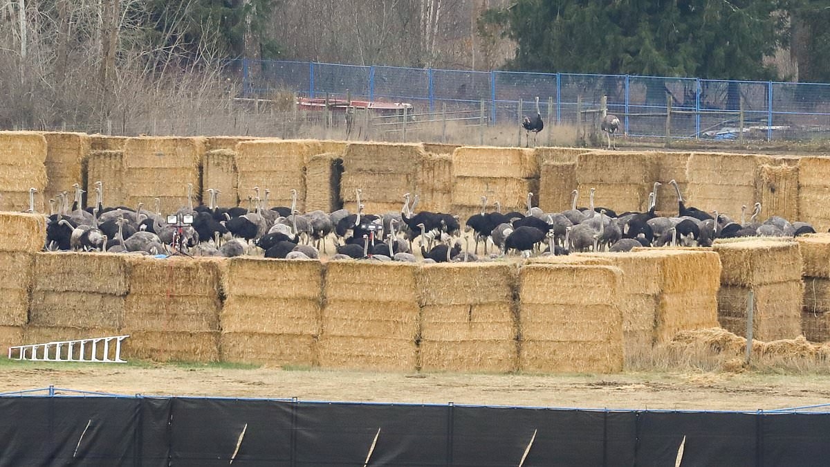 Verontwaardiging na executie van 300 'gezonde' struisvogels door vuurpeloton na beweringen over infectieziekte