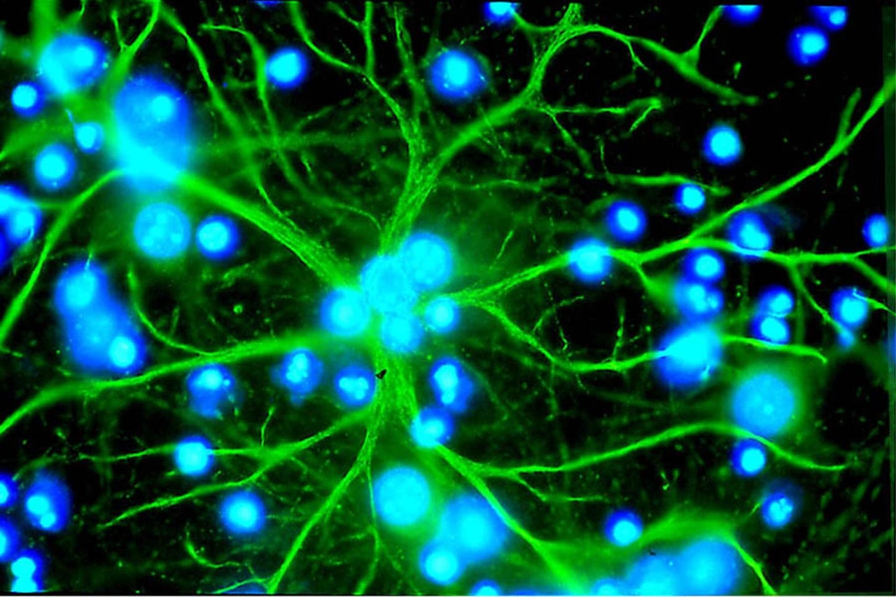 In the brain, astrocytes consolidate memory