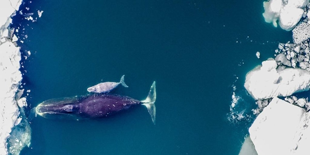 Un ADN que se 'autorrepara', el secreto de la longevidad de las ballenas boreales, que viven 200 años