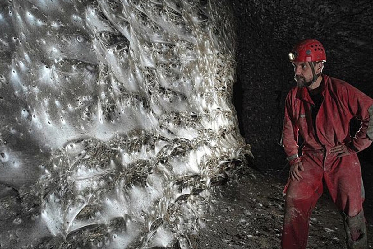 Odkryto największą na świecie sieć pajęczą.